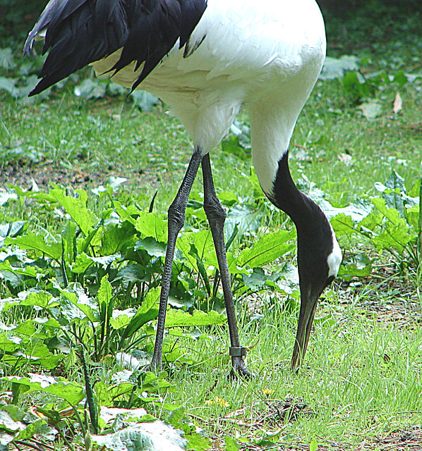 20060509 0315DSCw [D-MS] Mandschurenkranich (Grus japonensis), Zoo, Münster