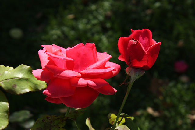 Rosen im Herbst