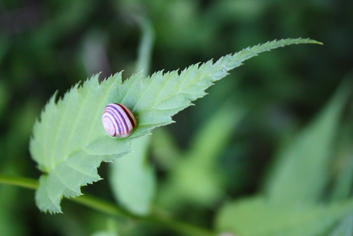 Schnecke