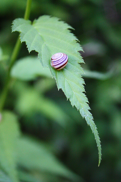 Schnecke