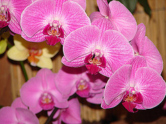 20060303 0149DSCw [D~LIP] Orchidee, Bad Salzuflen