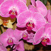20060303 0149DSCw [D~LIP] Orchidee, Bad Salzuflen