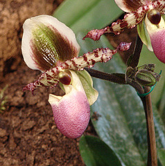 20060303 0150DSCw [D~LIP] Orchidee, Bad Salzuflen: Orchideenschau