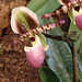 20060303 0150DSCw [D~LIP] Orchidee, Bad Salzuflen: Orchideenschau