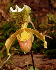 20060303 0151DSCw [D~LIP] Orchidee, Bad Salzuflen: Orchideenschau