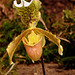 20060303 0151DSCw [D~LIP] Orchidee, Bad Salzuflen: Orchideenschau