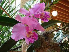 20060303 0152DSCw [D~LIP] Orchidee, Bad Salzuflen: Orchideenschau