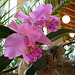 20060303 0152DSCw [D~LIP] Orchidee, Bad Salzuflen: Orchideenschau
