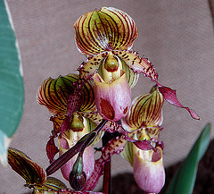 20060303 0153DSCw [D~LIP] Orchidee, Bad Salzuflen: Orchideenschau