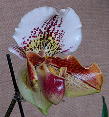 20060303 0154DSCw [D~LIP] Orchidee, Bad Salzuflen: Orchideenschau