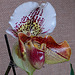20060303 0154DSCw [D~LIP] Orchidee, Bad Salzuflen: Orchideenschau