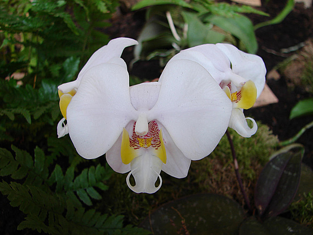 20060303 0155DSCw [D~LIP] Orchidee, Bad Salzuflen: Orchideenschau