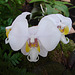 20060303 0155DSCw [D~LIP] Orchidee, Bad Salzuflen: Orchideenschau