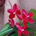 20060303 0156DSCw [D~LIP] Orchidee, Bad Salzuflen: Orchideenschau