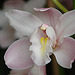 20060303 0157DSCw [D-LIP] [D~LIP] Orchidee, Bad Salzuflen: Orchideenschau