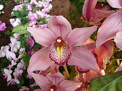 20060303 0158DSCw [D-LIP] [D~LIP] Orchidee, Bad Salzuflen: Orchideenschau