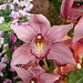 20060303 0158DSCw [D-LIP] [D~LIP] Orchidee, Bad Salzuflen: Orchideenschau