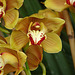 20060303 0159DSCw [D~LIP] Orchidee, Bad Salzuflen: Orchideenschau