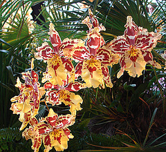 20060303 0160DSCw [D~LIP] Orchidee, Bad Salzuflen: Orchideenschau