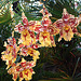 20060303 0160DSCw [D~LIP] Orchidee, Bad Salzuflen: Orchideenschau