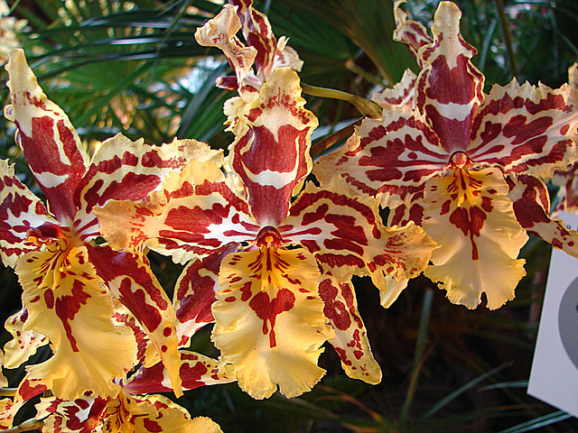 20060303 0161DSCw [D~LIP] Orchidee, Bad Salzuflen: Orchideenschau