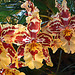 20060303 0161DSCw [D~LIP] Orchidee, Bad Salzuflen: Orchideenschau
