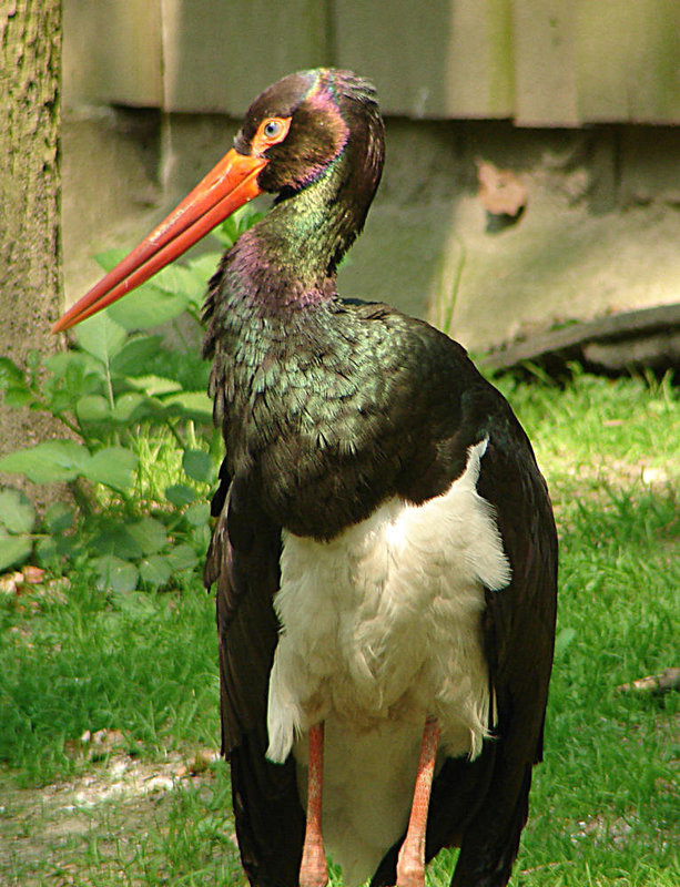 20060509 0319DSCw [D-MS] Schwarzstorch, Zoo, Münster