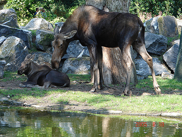 20050818 0006DSCw [NL] Elch (Alces alces), Emmen