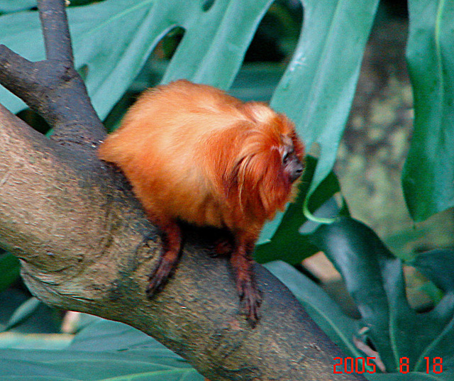 20050818 0022DSCw [NL] Goldenes Löwenäffchen (Leontopithecus rosalia), Emmen