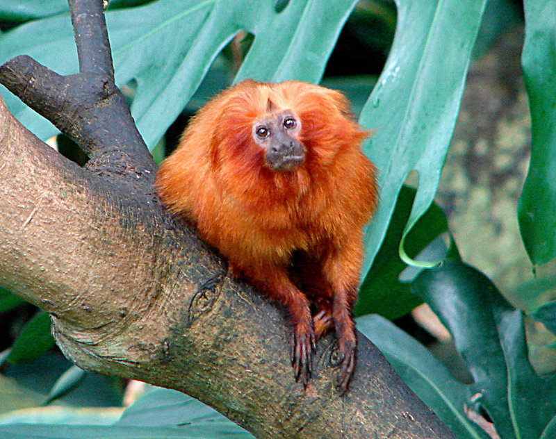 20050818 0020DSCw [NL] Goldenes Löwenäffchen (Leontopithecus rosalia), Emmen