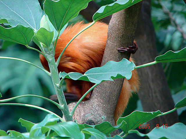 20050818 0021DSCw [NL] Goldenes Löwenäffchen (Leontopithecus rosalia), Emmen