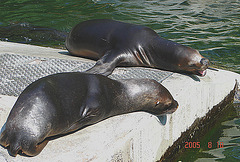 20050818 0037DSCw [NL] Kalifornischer Seelöwe (Zalophus californianus), Emmen