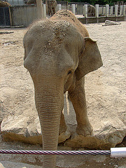 20060509 0331GSCw [D-MS] Asiatischer Elefant (Elephas maximus), Zoo, Münster