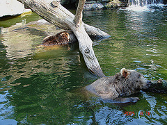 20050818 0041DSCw [NL] Kodiakbär (Ursus arctos middendorffi), Emmen