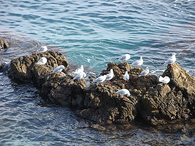 20061029 0813DSCw [F] Möwen, Antibes