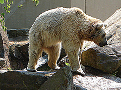 20060509 0251DSCw [D-MS] Syrischer Braunbär, Zoo, Münster