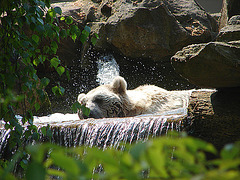 20060509 0250DSCw [D-MS] Syrischer Braunbär, Zoo, Münster