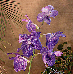 20060303 0162DSCw [D~LIP] Orchidee, Bad Salzuflen: Orchideenschau