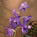 20060303 0162DSCw [D~LIP] Orchidee, Bad Salzuflen: Orchideenschau