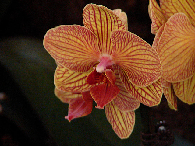 20060303 0163DSCw [D~LIP] Orchidee, Bad Salzuflen: Orchideenschau