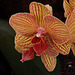 20060303 0163DSCw [D~LIP] Orchidee, Bad Salzuflen: Orchideenschau