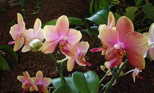 20060303 0164DSCw [D~LIP] Orchidee, Bad Salzuflen: Orchideenschau