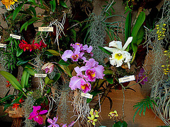 20060303 0165DSCw [D~LIP] Orchidee, Bad Salzuflen: Orchideenschau