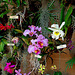 20060303 0165DSCw [D~LIP] Orchidee, Bad Salzuflen: Orchideenschau