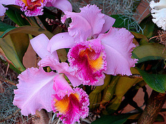 20060303 0166DSCw [D-LIP] Orchidee (Cattleyen Hybr.), Bad Salzuflen: Orchideenschau