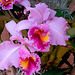 20060303 0166DSCw [D-LIP] Orchidee (Cattleyen Hybr.), Bad Salzuflen: Orchideenschau