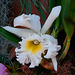 20060303 0167DSCw [D-LIP] Orchidee (Brassocattleya), Bad Salzuflen: Orchideenschau