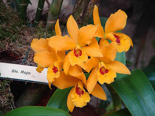 20060303 0168DSCw [D~LIP] Orchidee, Bad Salzuflen: Orchideenschau