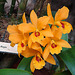 20060303 0168DSCw [D~LIP] Orchidee, Bad Salzuflen: Orchideenschau