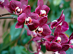 20060303 0169DSCw [D~LIP] Orchidee, Bad Salzuflen: Orchideenschau